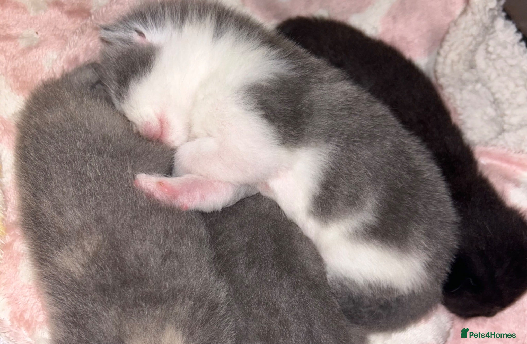 Mixed Breed cats BDH x Ragdoll kittens  - Advert 11