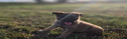 German Shepherd dogs for sale: Working line german shepherd puppies - Advert 6
