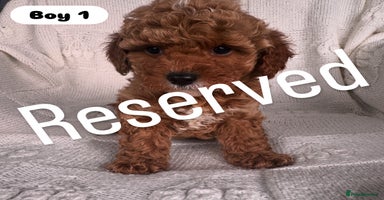 Cavapoo dogs - Advert 16