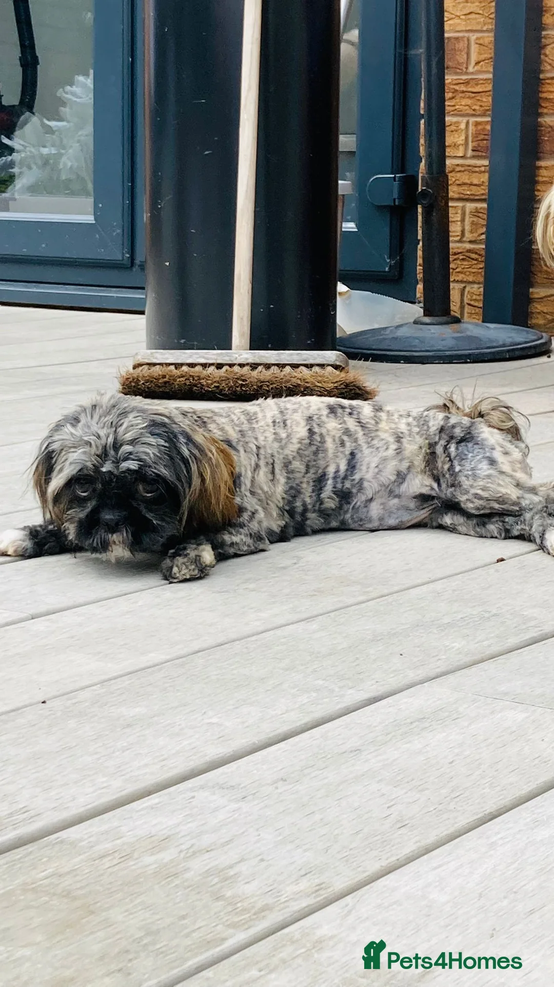 Shih Tzu dogs for stud: Stunning shihtzu stud in Wrexham - Advert 8