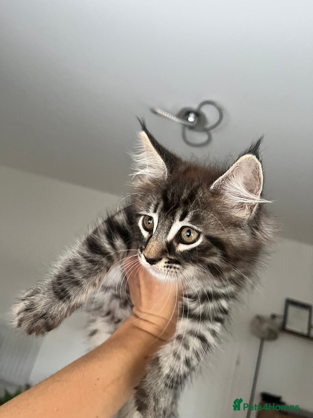 Maine Coon cats for sale: Maine Coon Kittens for Sale 4 Boys Left  - Image 4