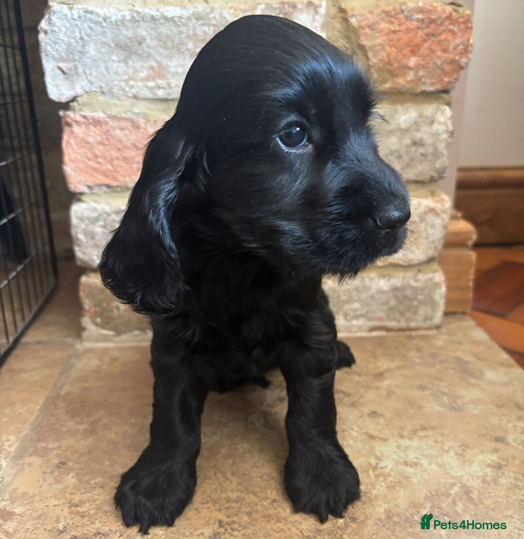 Cocker Spaniel dogs for sale: Outstanding quality show cockers  - Image 7
