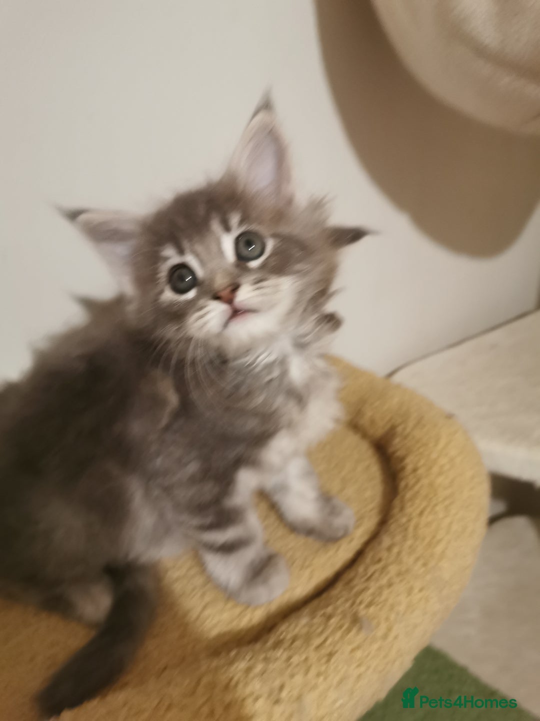Maine Coon cats for sale: Full pedigree Maine Coon kittens for sale  - Advert 16
