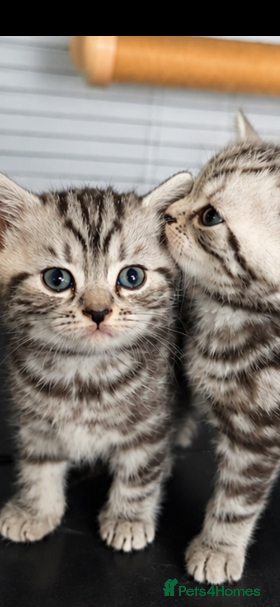 British Shorthair cats Beautiful BSH silver and black tabby kittens. - Advert 1