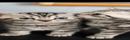 British Shorthair cats for sale: Beautiful BSH silver and black tabby kittens. in Martock - Advert 1