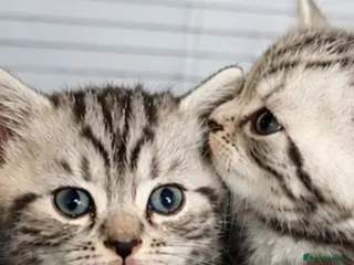 British Shorthair cats Beautiful GCCF BSH silver and black tabbies - Advert 1