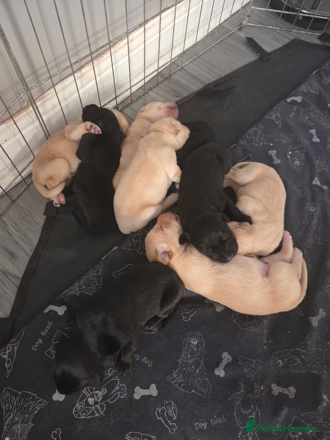 Labrador Retriever dogs for sale: Labrador puppies  - Image 4