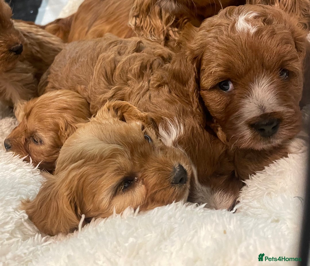 Cavapoo dogs for sale: STUNNING HEALTH CLEAR CAVAPOO PUPPIES  - Advert 9