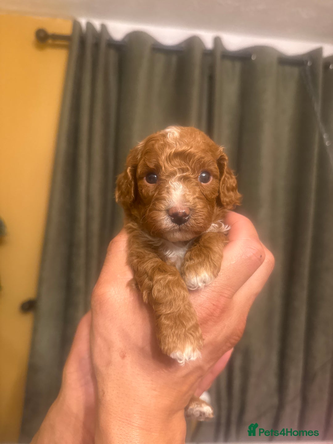 Cavapoo dogs for sale: F1b Cavapoo extensively health tested mum&dad  - Advert 10