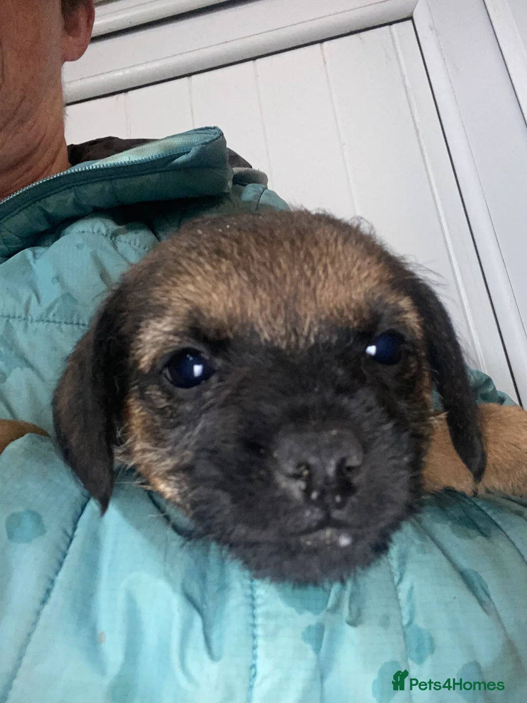 Border Terrier dogs for sale: Five boy  Kc border terrier pups for sale  - Advert 2