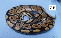 Python Snake reptiles for sale: Royal Python Morph Hatchling's Female - Image 17