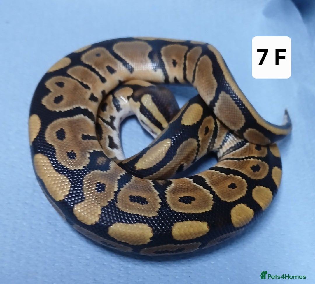 Python Snake reptiles for sale: Royal Python Morph Hatchling's Female - Image 17
