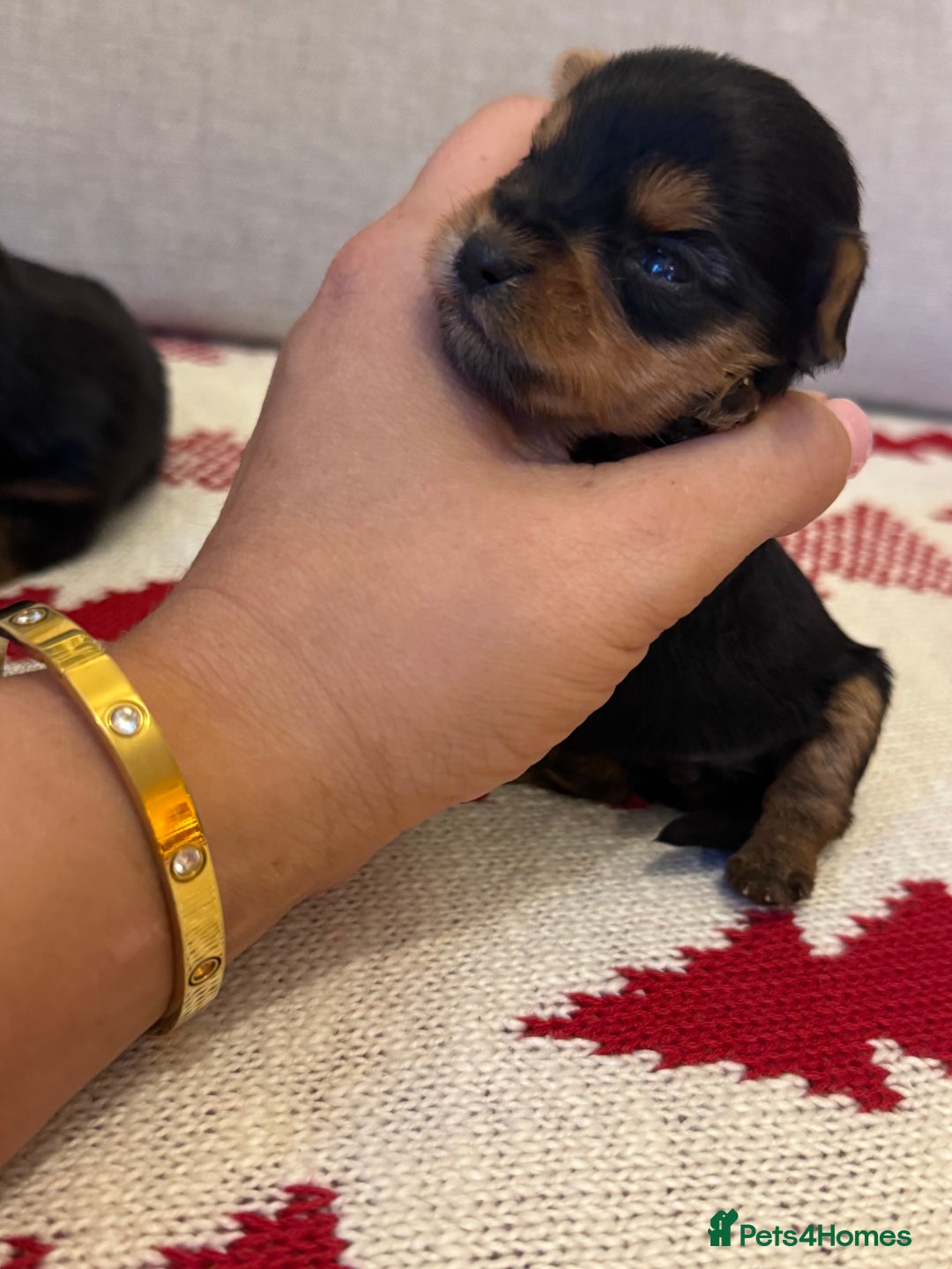 Yorkshire Terrier dogs for sale: Yorkshire terrier puppies - Advert 4