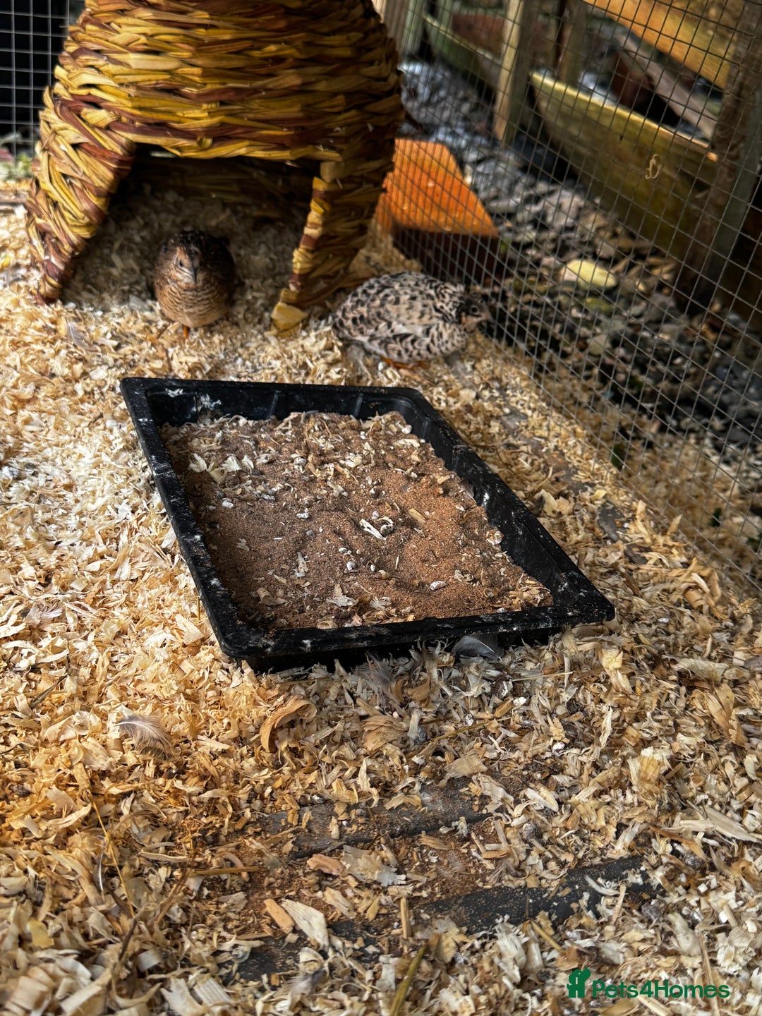 Quail poultry for sale: 3 CPQ Chinese painted quail hens  - Advert 5