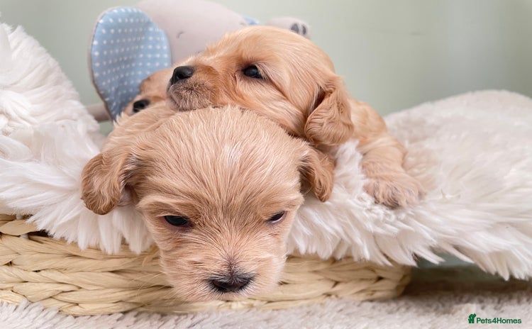 Maltipoo dogs - Advert 9