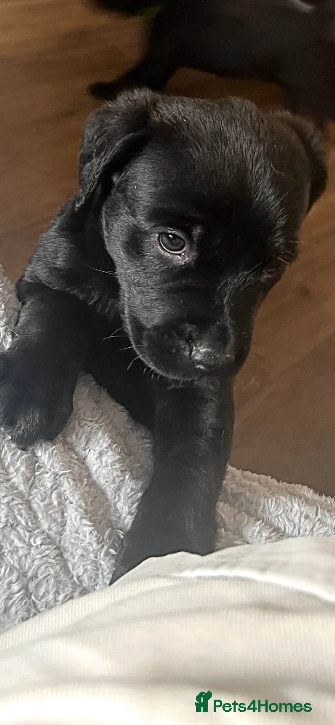 Mixed Breed dogs for sale: Beautiful Rottador Puppies - Advert 2
