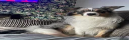 Border Collie dogs for sale: Beautiful litter of 7 Border Collies  - Advert 5