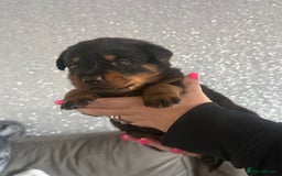 Rottweiler dogs for sale: 6 Rottweiler puppy’s  - Advert 4