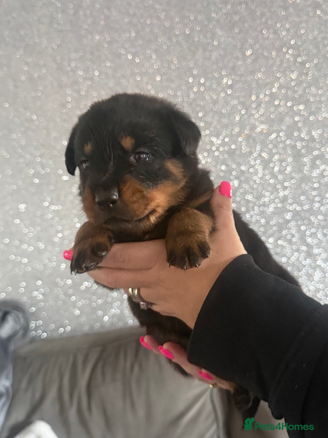Rottweiler dogs for sale: 6 Rottweiler puppy’s  - Advert 4