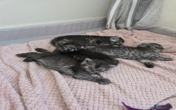 Scottish Fold cats for sale: Scottish-fold/straight ears kittens grey colour - Image 23