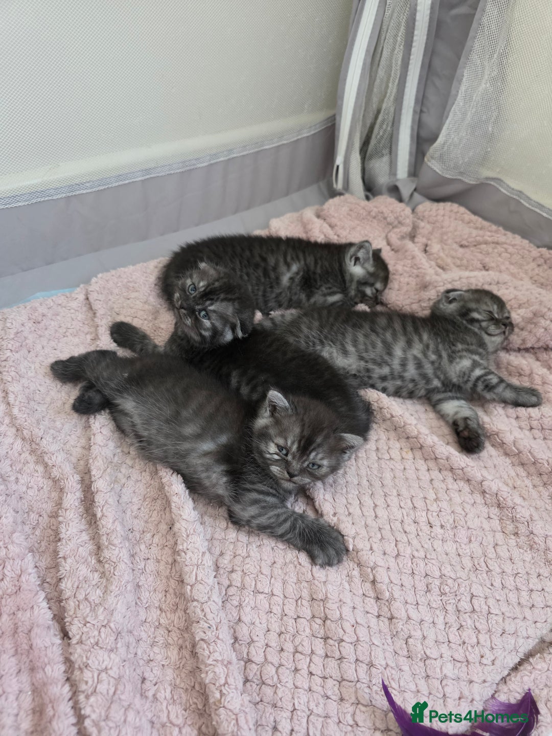 Scottish Fold cats for sale: Scottish-fold/straight ears kittens grey colour - Image 23