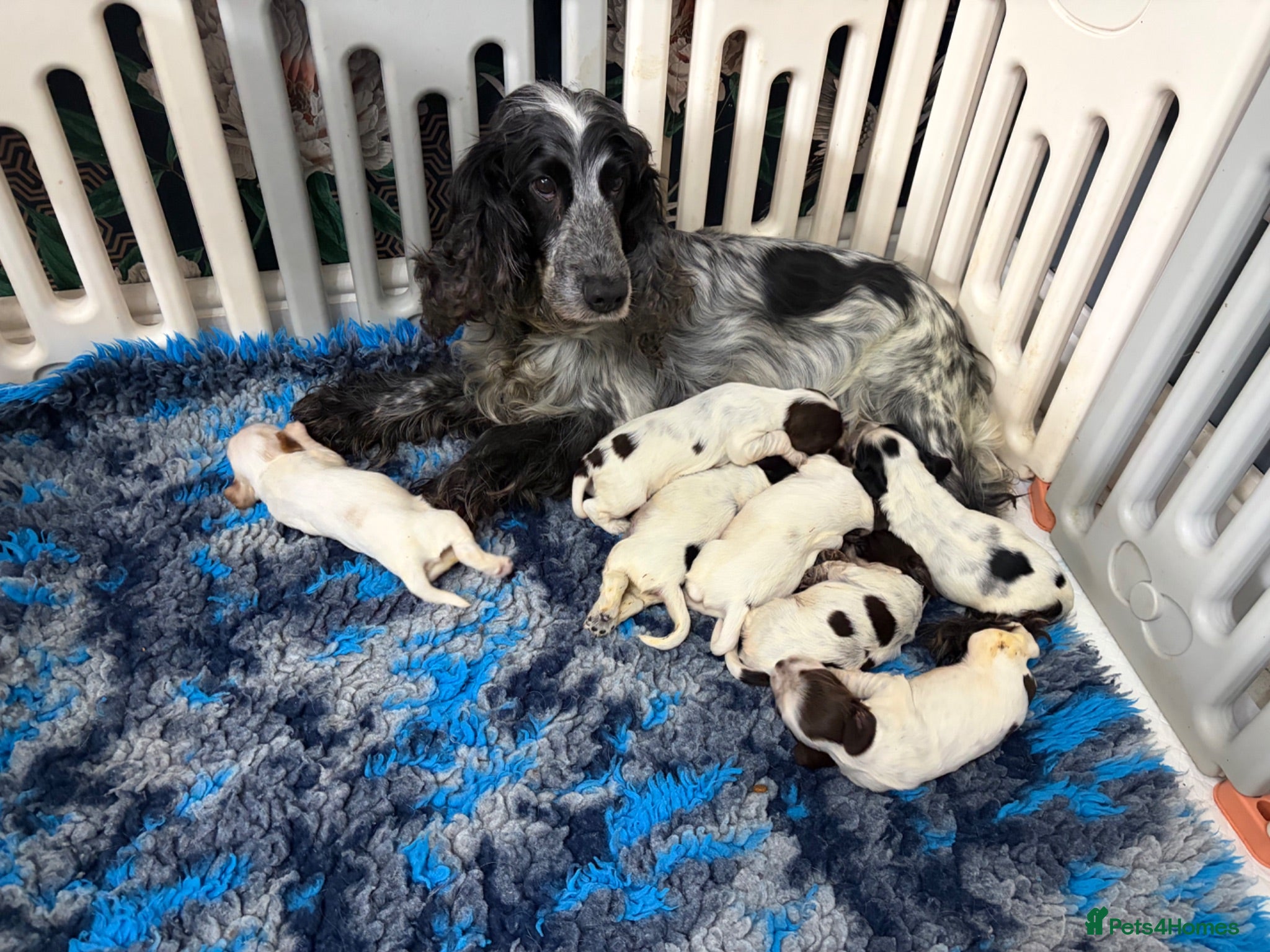 Cocker Spaniel dogs 🐶SHOW COCKER SPANIEL PUPS🐶  - Advert 1