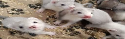 Ferret rodents for sale: Micro x semi angora  - Advert 9