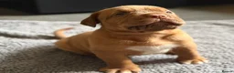 Dogue De Bordeaux dogs for sale: KC Dogue de Bordeaux Puppies with champions.  - Advert 3