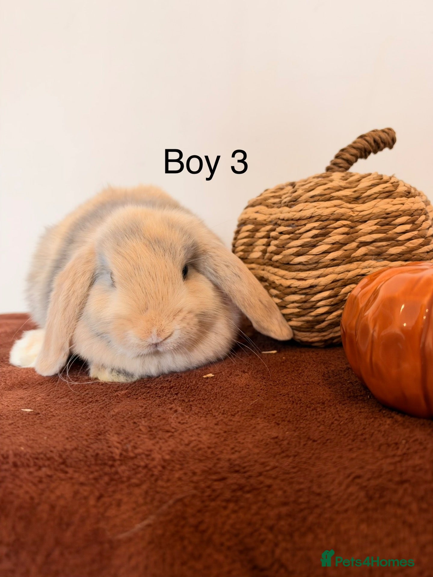 Mini Lop rabbits for sale: Mini Lop Boys, Ready To Go This Weekend - Advert 2