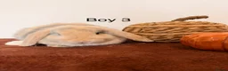 Mini Lop rabbits for sale: Mini Lop Boys, Ready To Go This Weekend - Advert 3