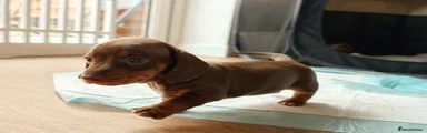 Miniature Dachshund 1