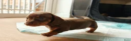 Miniature Dachshund dogs for sale: Miniature dachshund little girl brown and tan  - Advert 2