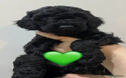 Labradoodle dogs for sale: F1bb labradoodle puppies black curly coat 🧬 clear - Image 8