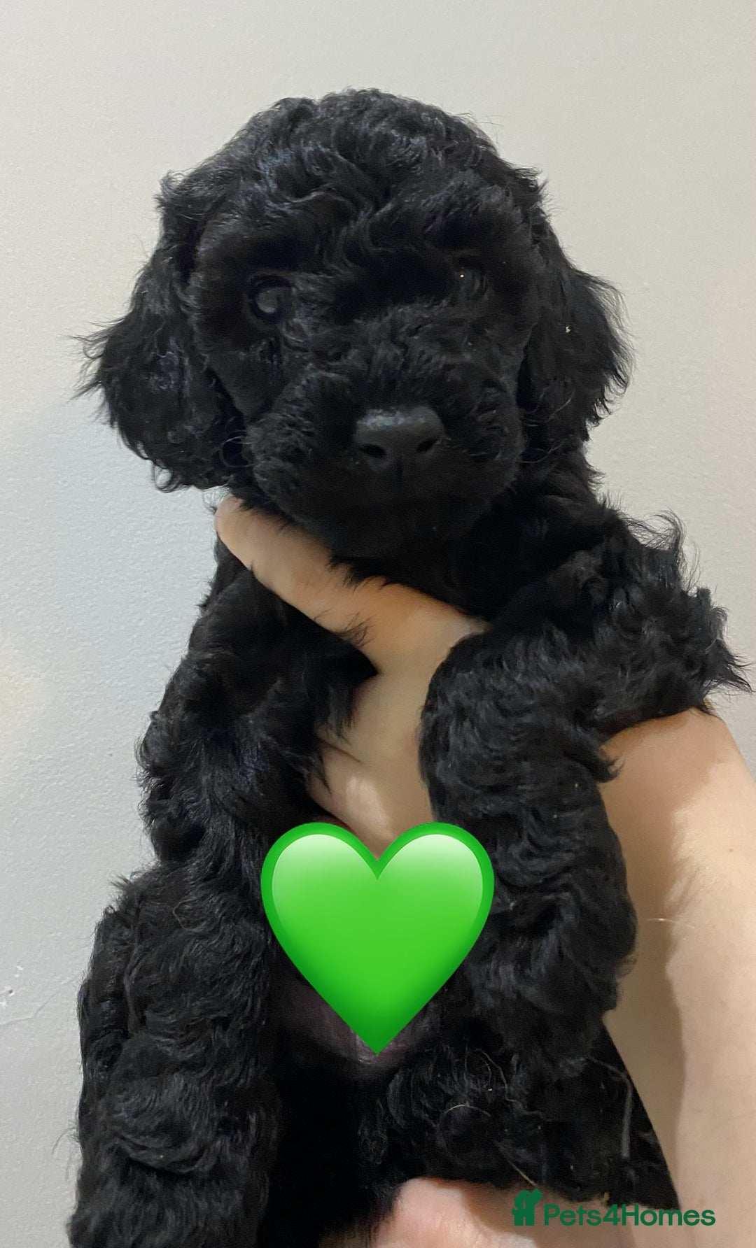 Labradoodle dogs for sale: F1bb labradoodle puppies black curly coat 🧬 clear - Image 8
