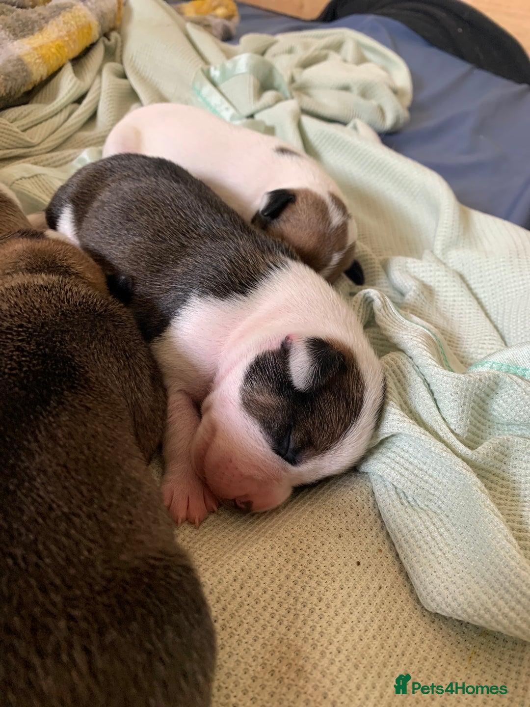 Staffordshire Bull Terrier dogs for sale: Staffordshire Bull Terrier puppies  - Image 12