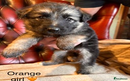 German Shepherd dogs for sale: Long-Haired Straight Back German Shepherd Puppies - Image 38