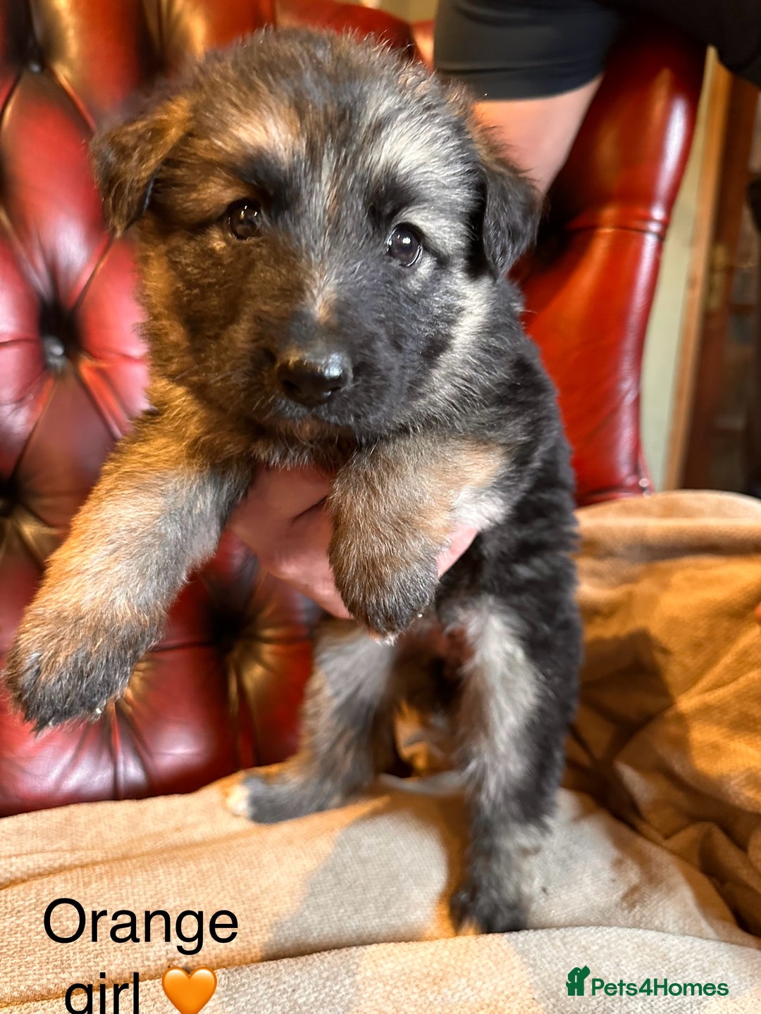 German Shepherd dogs for sale: Long-Haired Straight Back German Shepherd Puppies - Image 38