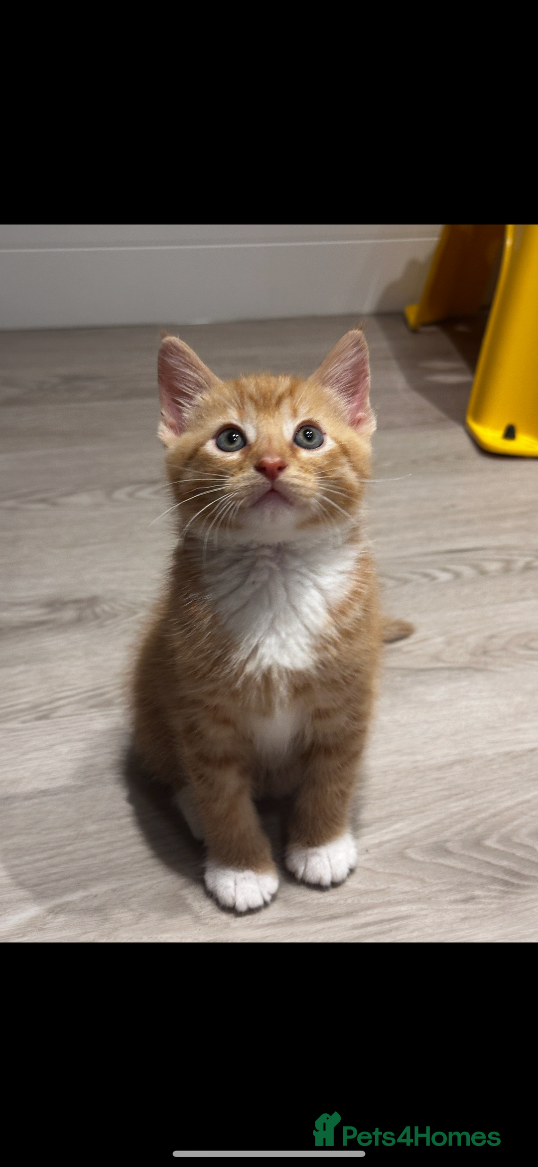 Mixed Breed cats for sale: red-haired boy - Advert 1