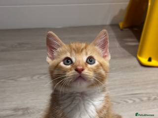 Mixed Breed cats red-haired boy - Advert 3