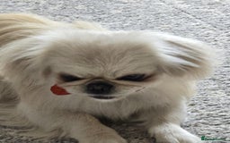 Pekingese dogs for sale: Beautiful White Female Pekingese – 2 Years Old - Advert 5