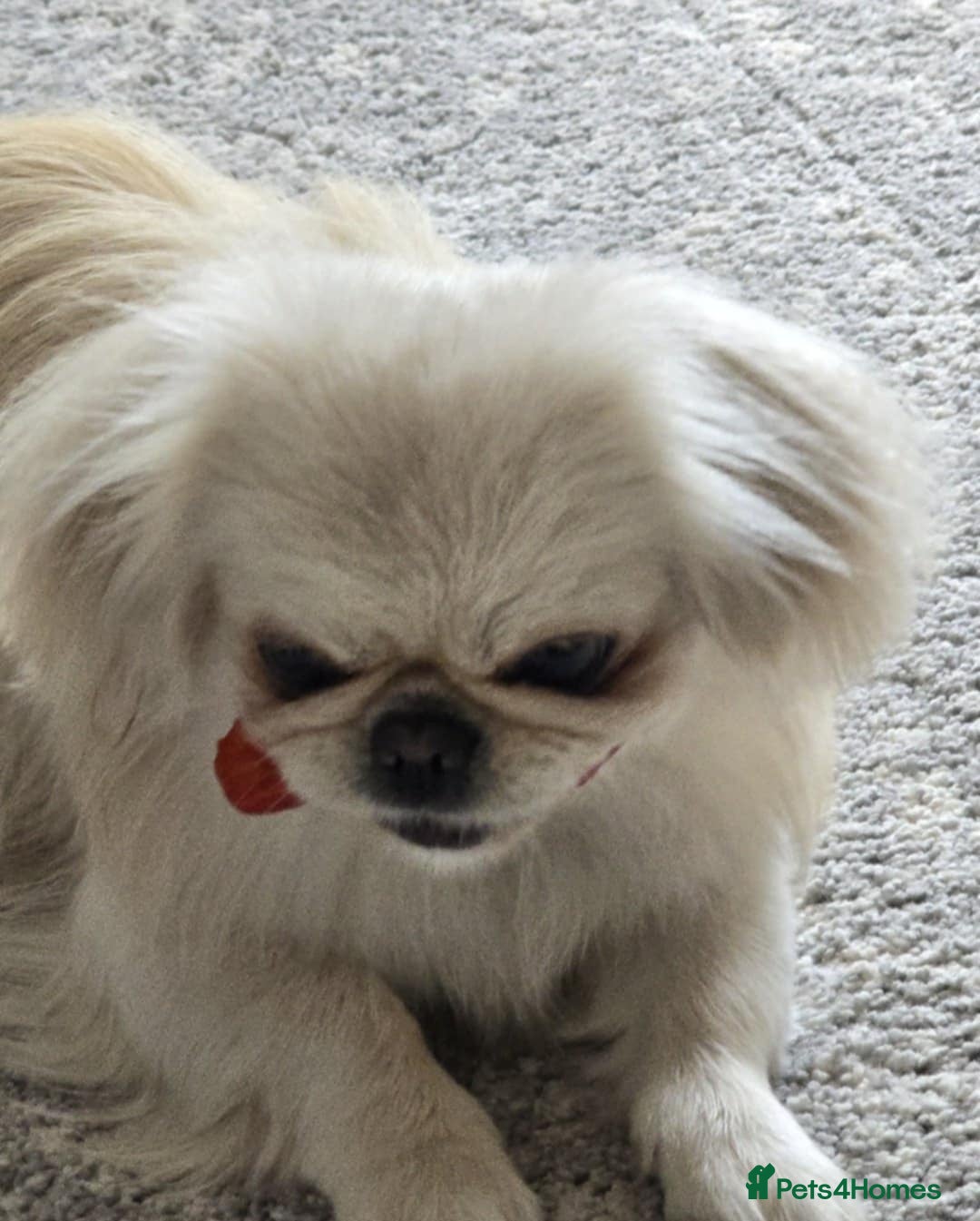 Pekingese dogs for sale: Beautiful White Female Pekingese – 2 Years Old - Advert 5