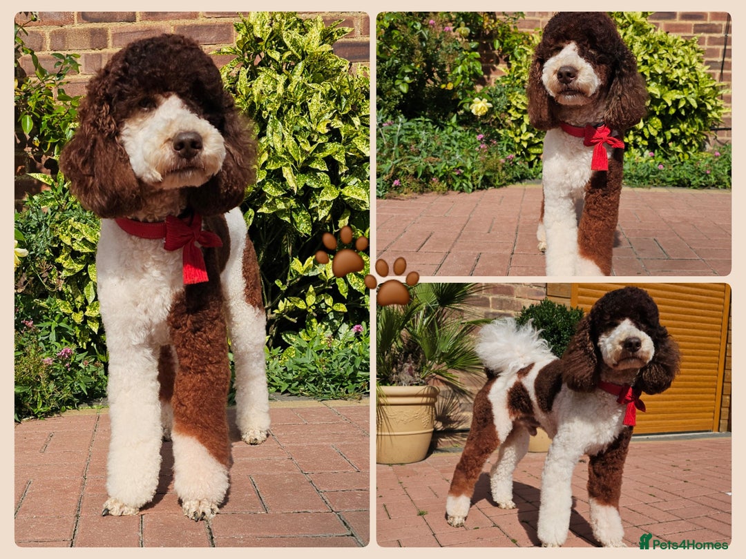 Labradoodle dogs for stud: FULLY HEALTH TESTED MOYEN POODLE STUD! in Kettering - Image 1