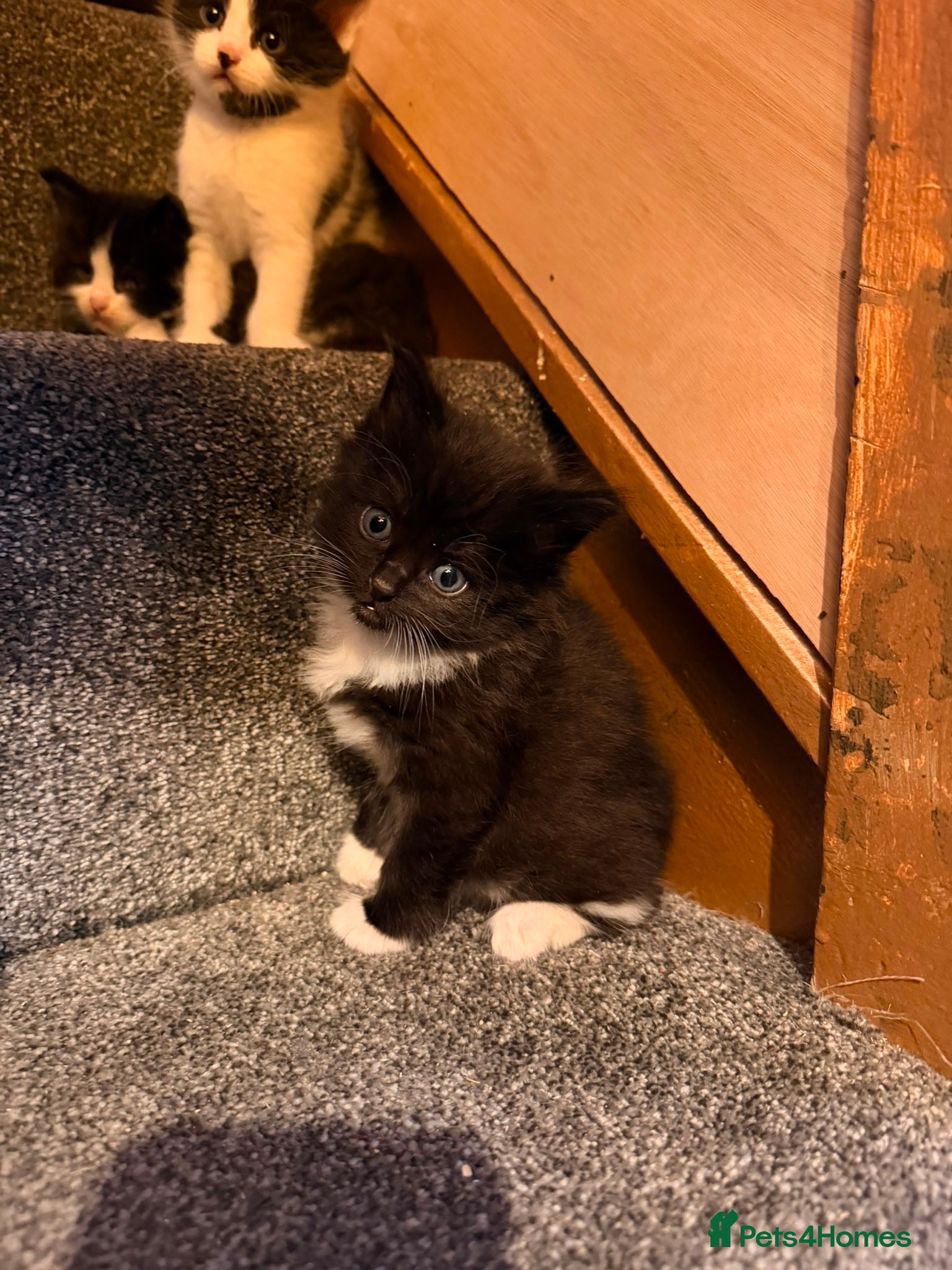 Mixed Breed cats for sale: Ragdoll x  in Warrington - Advert 6