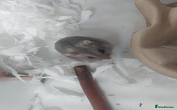 Hamster rodents for sale: Young hamster cheap to good home with bigger cage - Advert 4