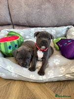 Staffordshire Bull Terrier dogs KC Registered Staff Puppies - Advert 2