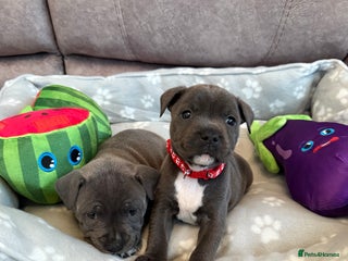 Staffordshire Bull Terrier dogs KC Registered Staff Puppies - Advert 2