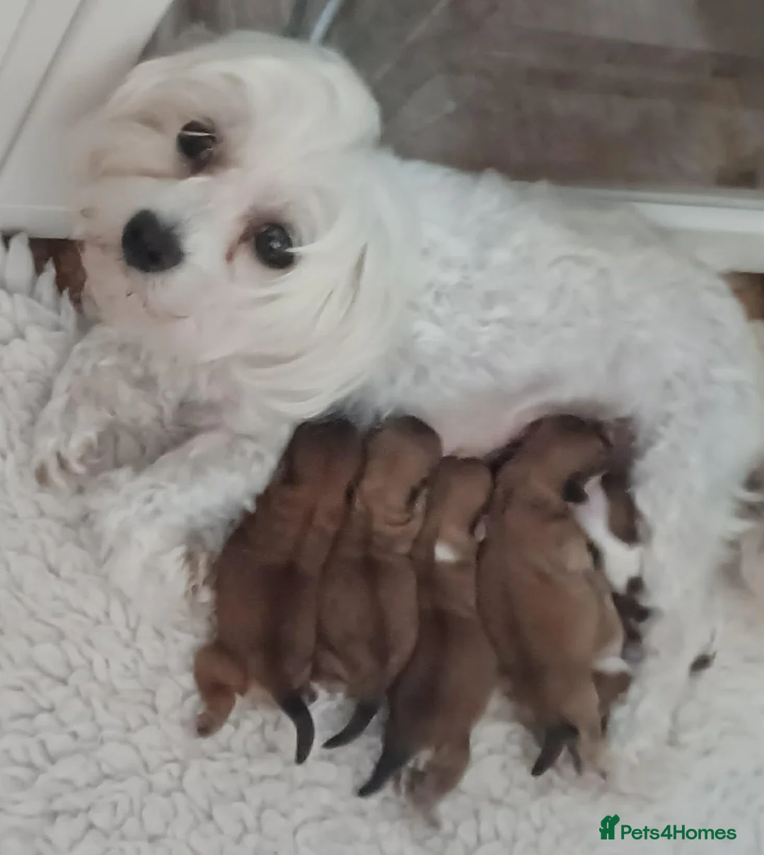 Mixed Breed dogs for sale: Maltese cross  - Advert 1