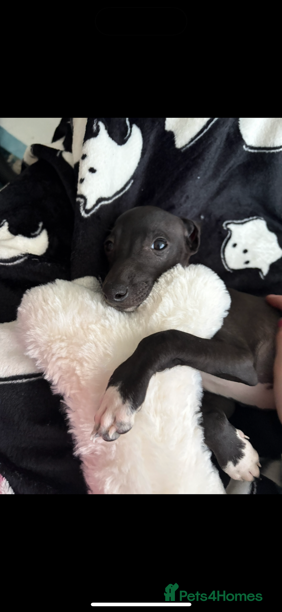 Italian Greyhound dogs for sale: Beautiful tiny Italian greyhound 11 weeks.  - Image 4