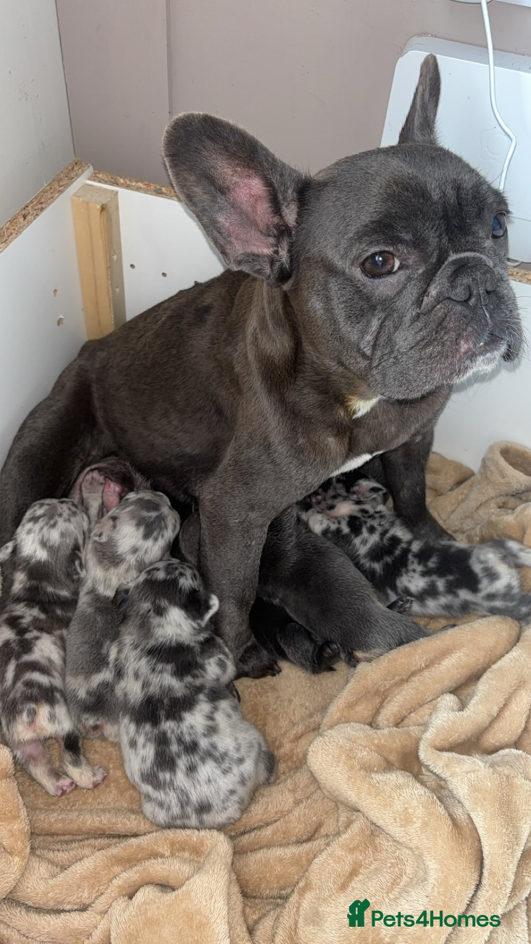 French Bulldog dogs for sale: French bulldog puppies  - Advert 2