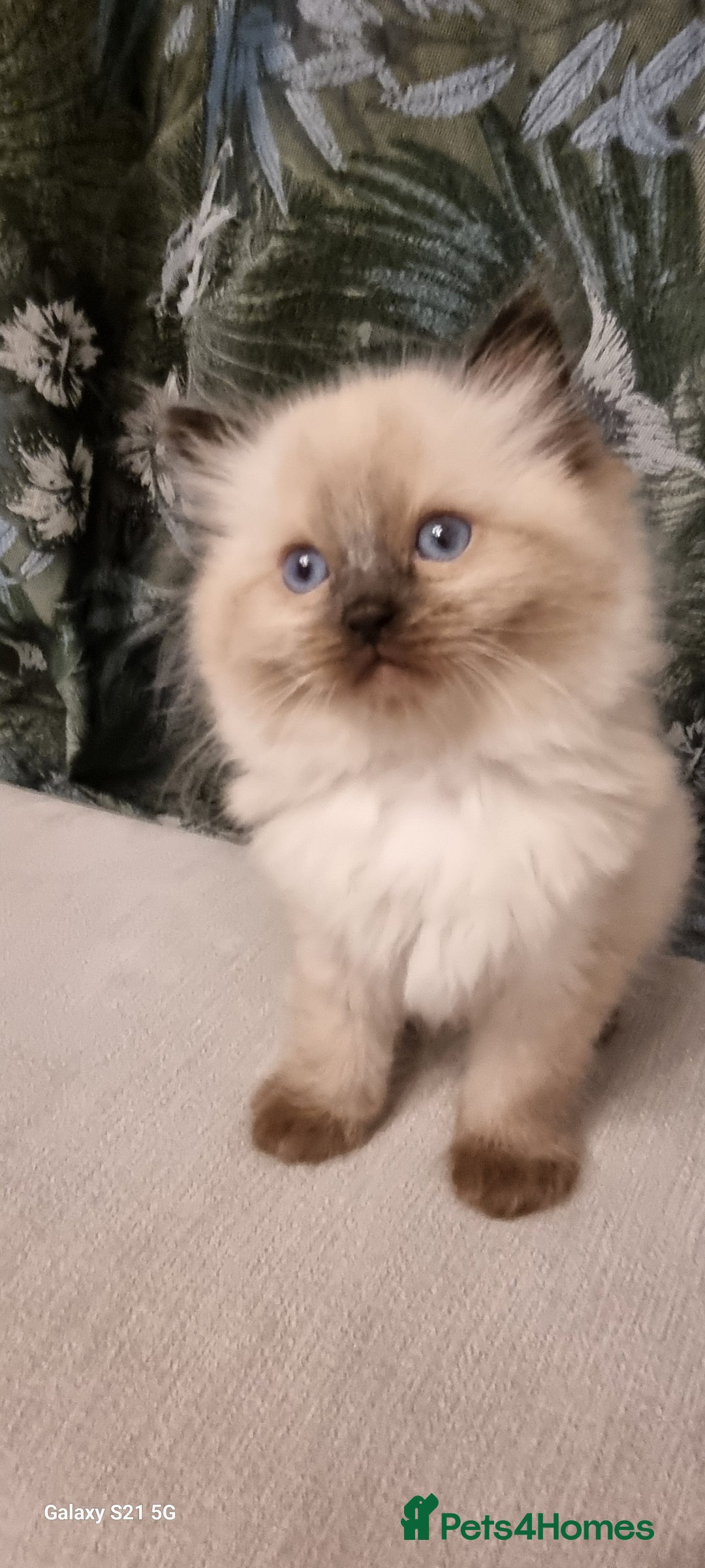 Ragdoll cats for sale: Ragdoll kittens  - Advert 3